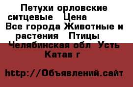 Петухи орловские ситцевые › Цена ­ 1 000 - Все города Животные и растения » Птицы   . Челябинская обл.,Усть-Катав г.